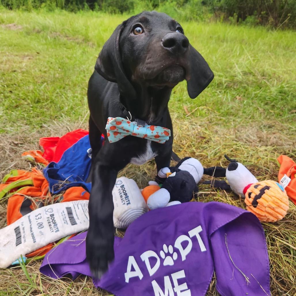 Enlarge Levi, an adopted mixed breed in New Orleans, LA image 3/6