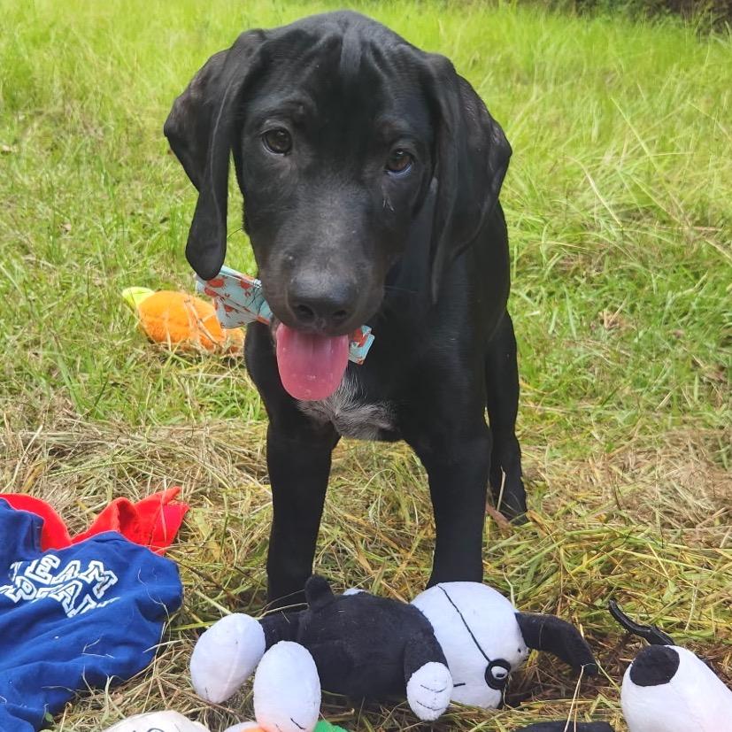 Enlarge Levi, an adopted mixed breed in New Orleans, LA image 4/6