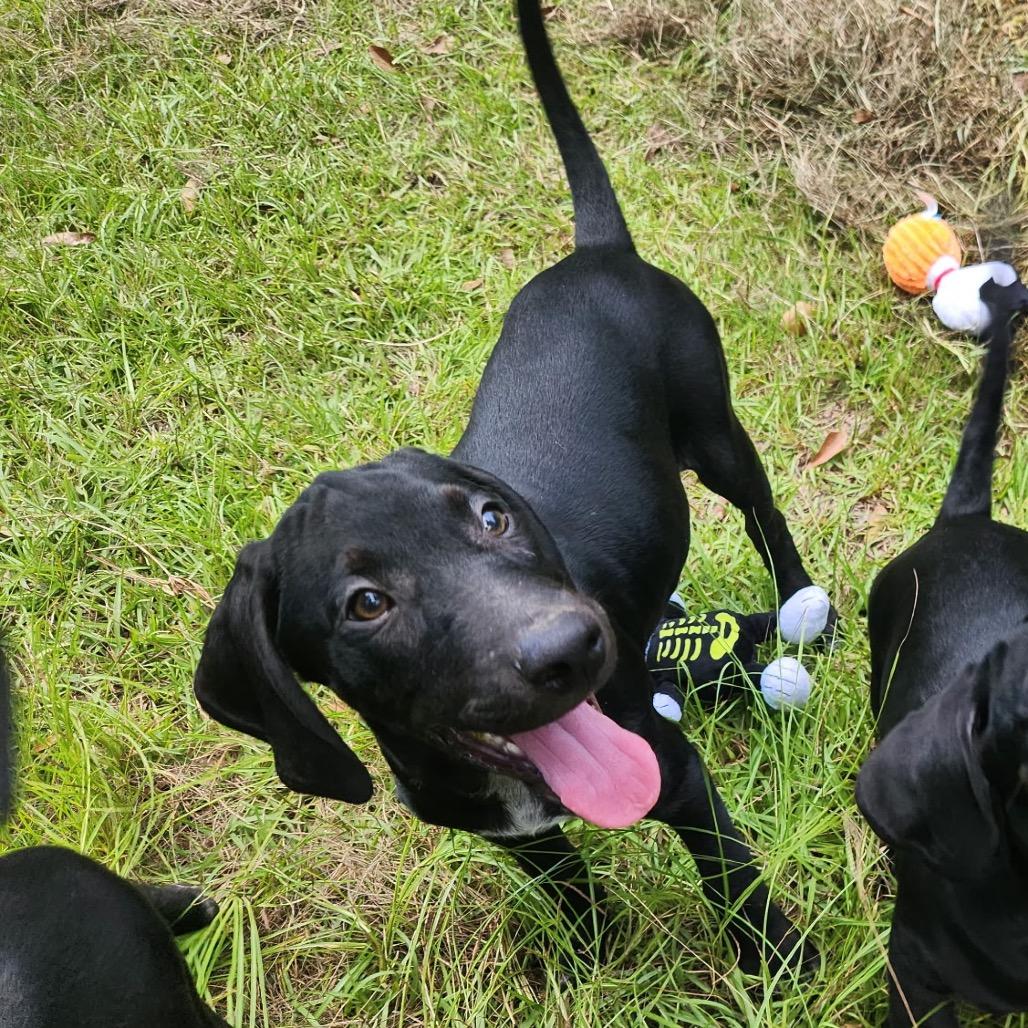 Enlarge Levi, an adopted mixed breed in New Orleans, LA image 5/6