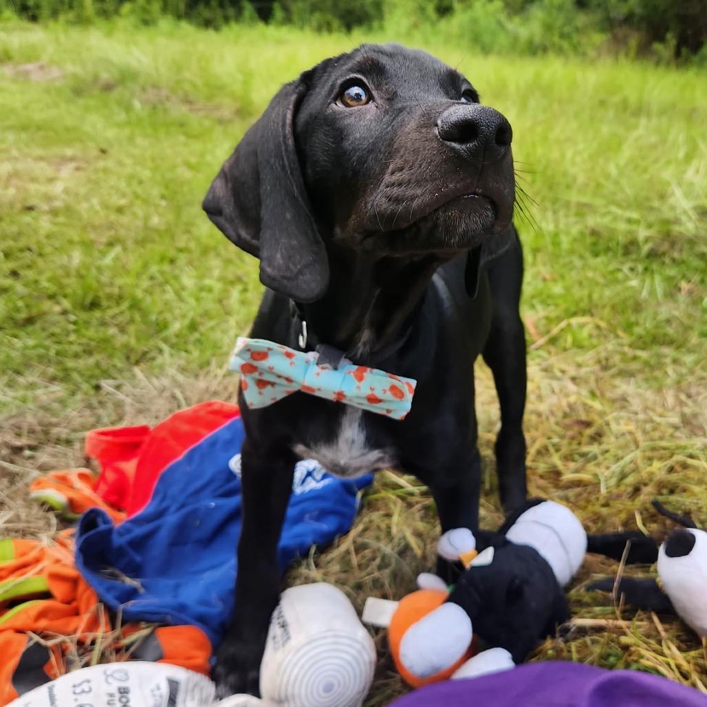 Enlarge Levi, an adopted mixed breed in New Orleans, LA image 6/6