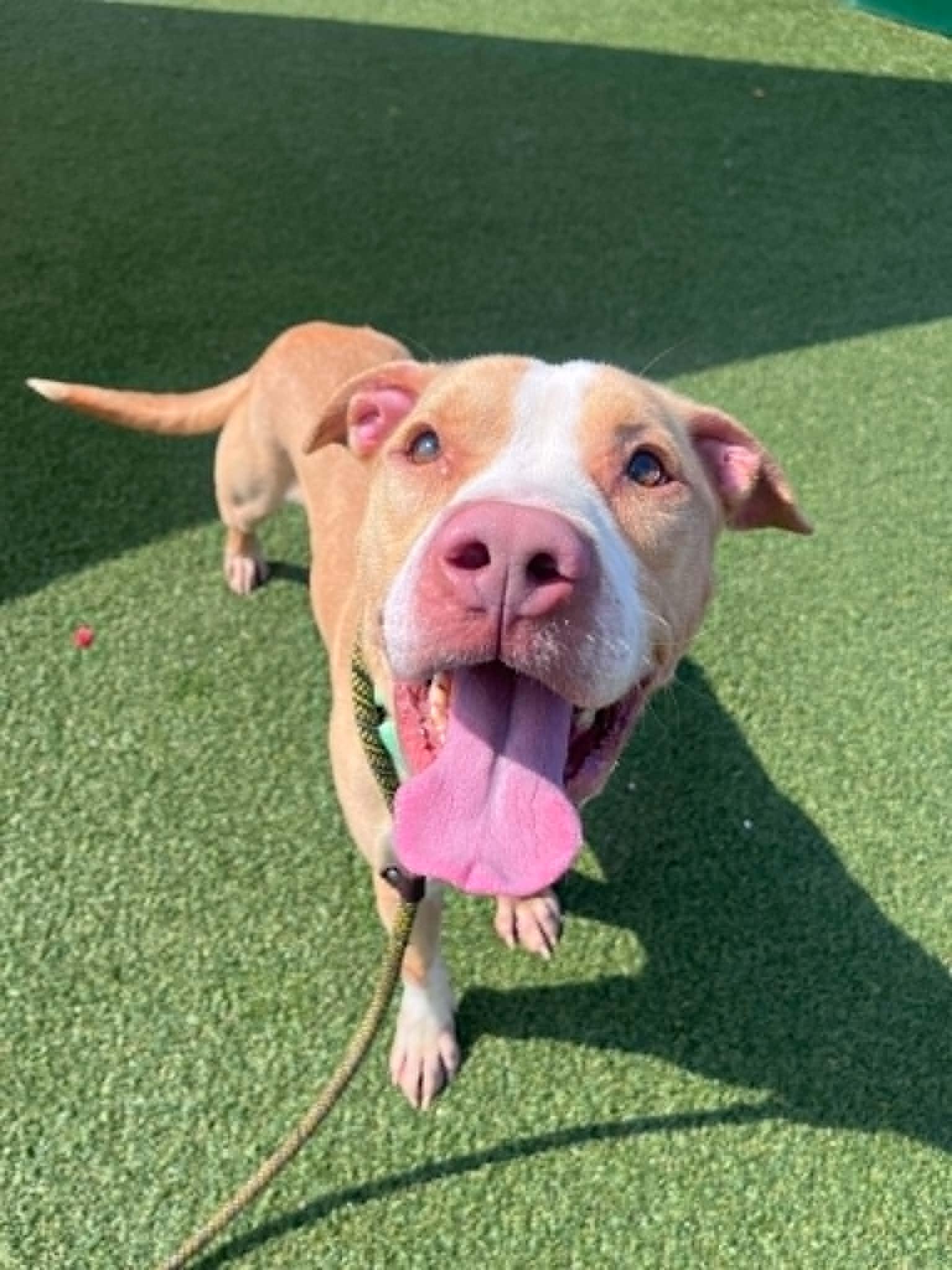 Enlarge Cedar, an adoptable mixed breed in Cleveland, OH image 3/6