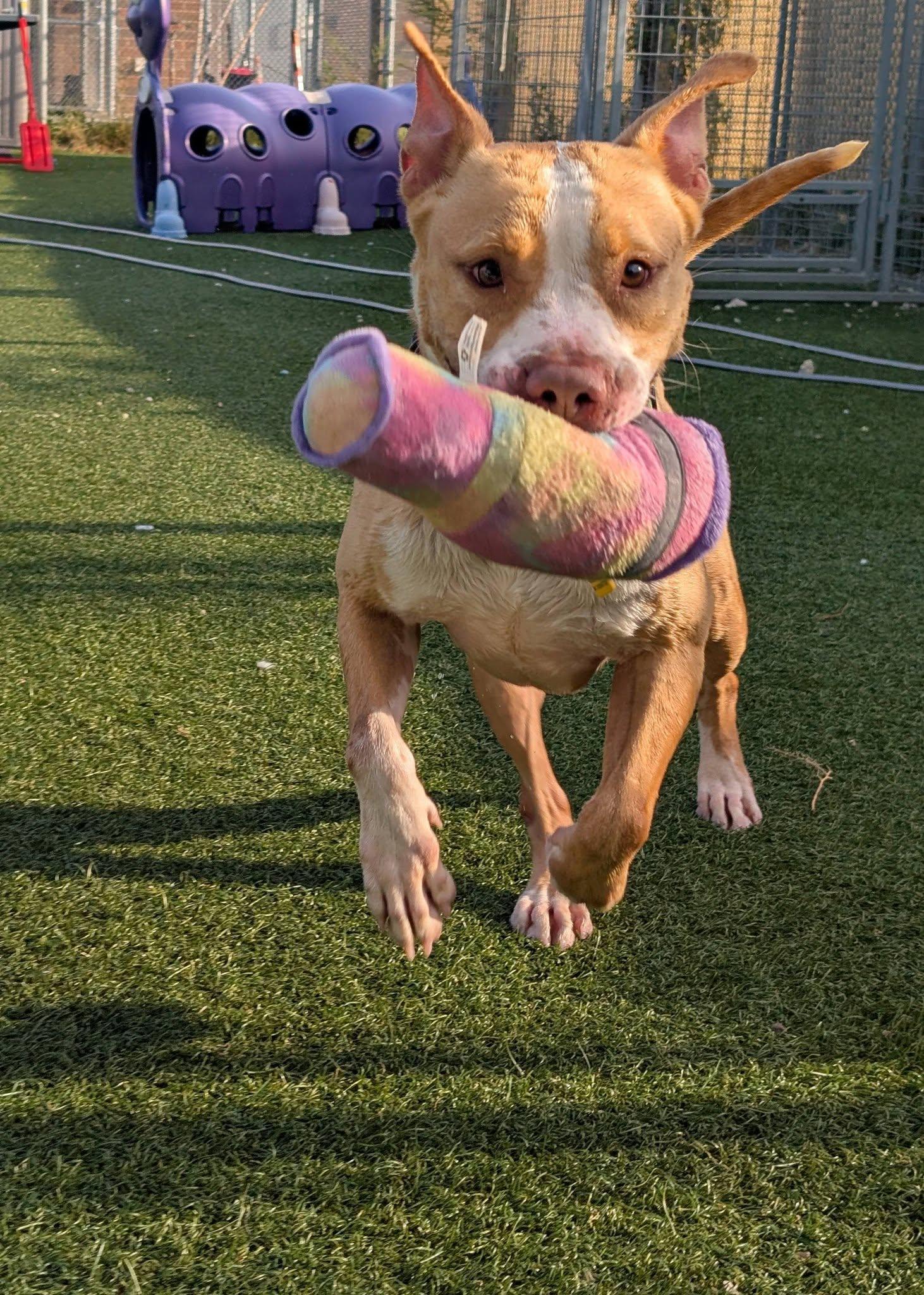 Enlarge Cedar, an adoptable mixed breed in Cleveland, OH image 4/6