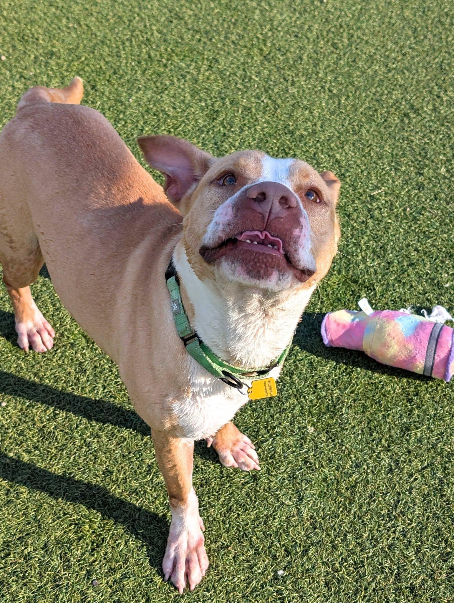 Enlarge Cedar, an adoptable mixed breed in Cleveland, OH image 5/6
