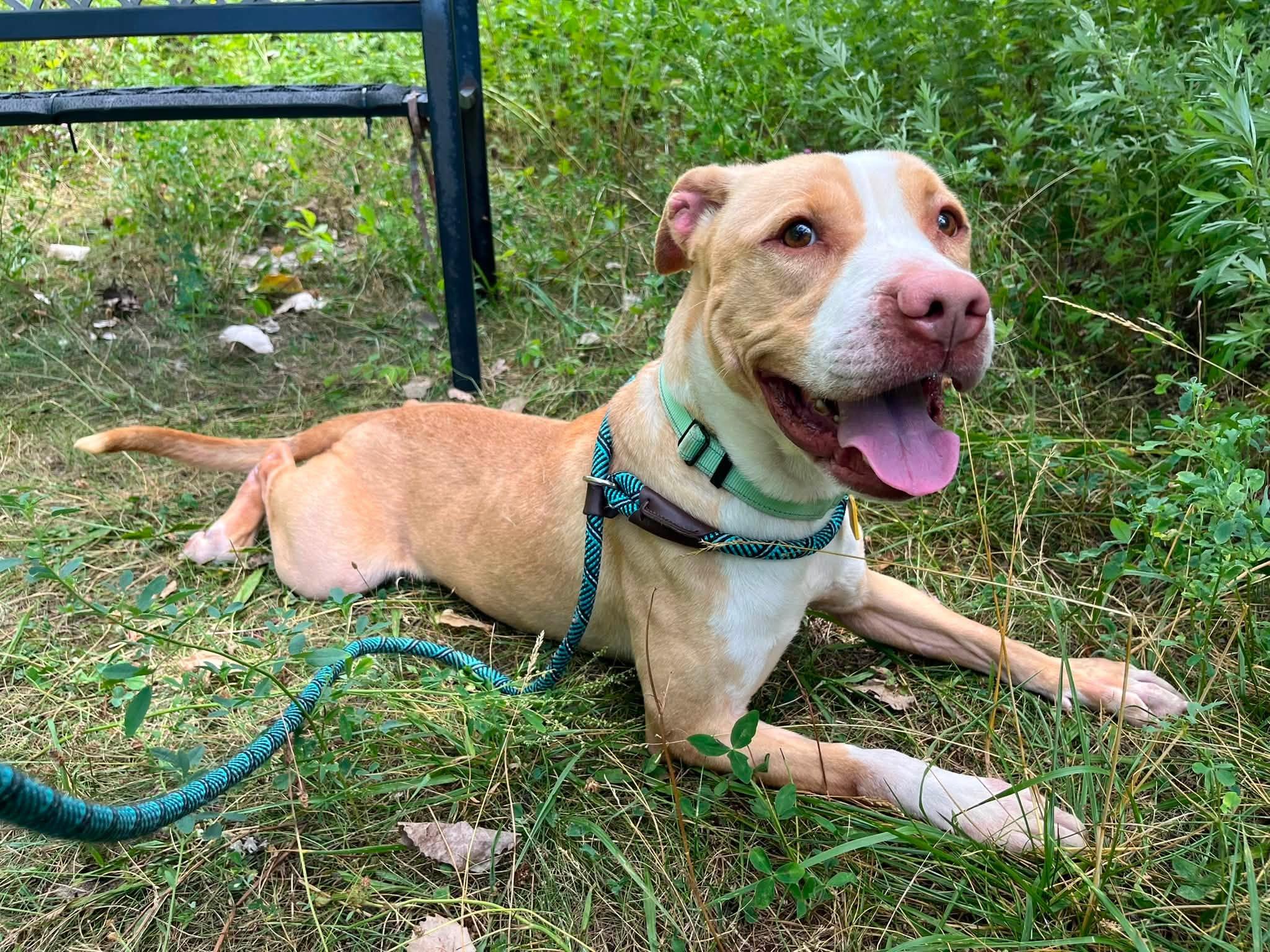 Cedar, adoptable, Young Male Pit Bull Terrier.