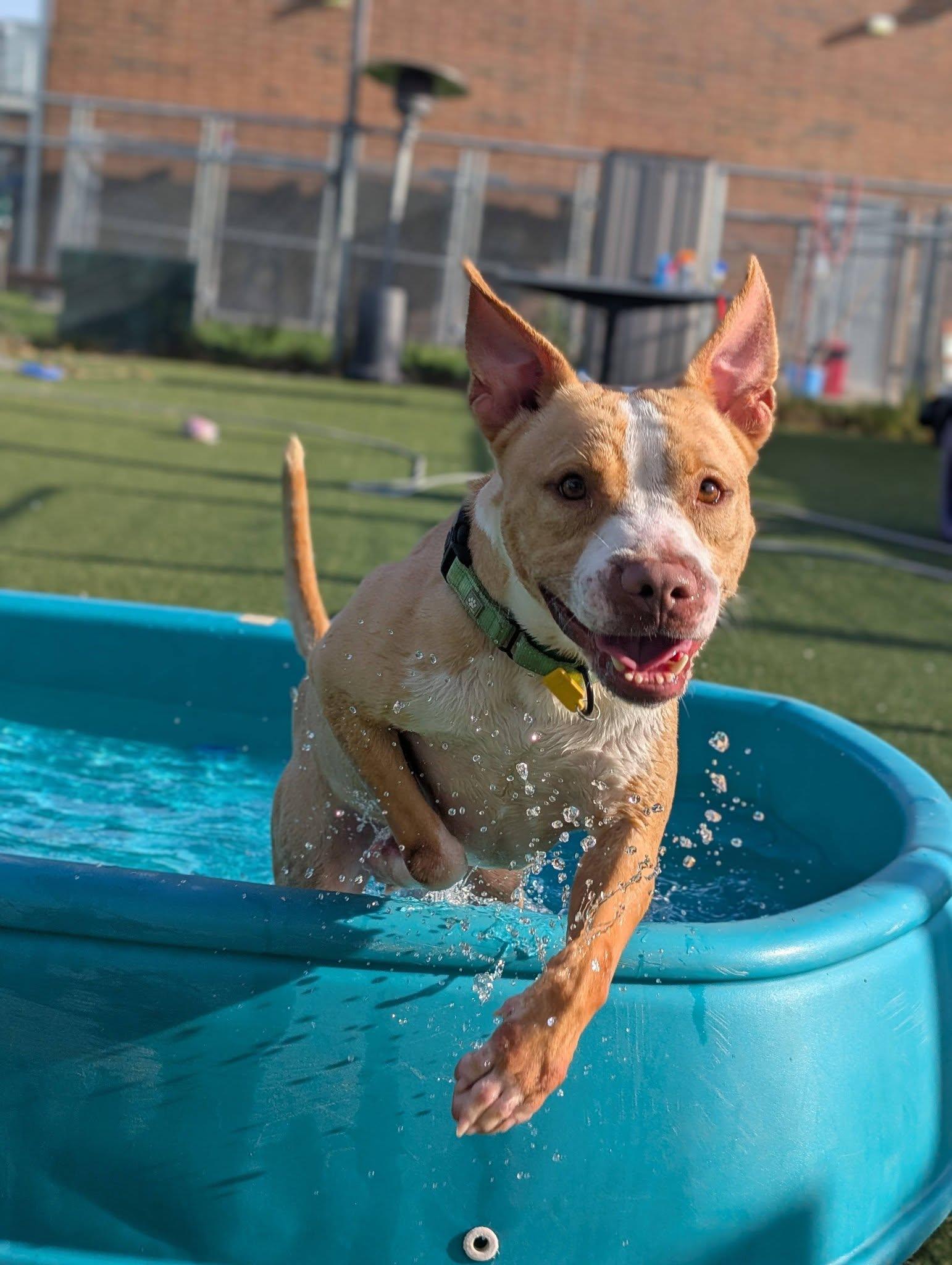 Enlarge Cedar, an adoptable mixed breed in Cleveland, OH image 6/6