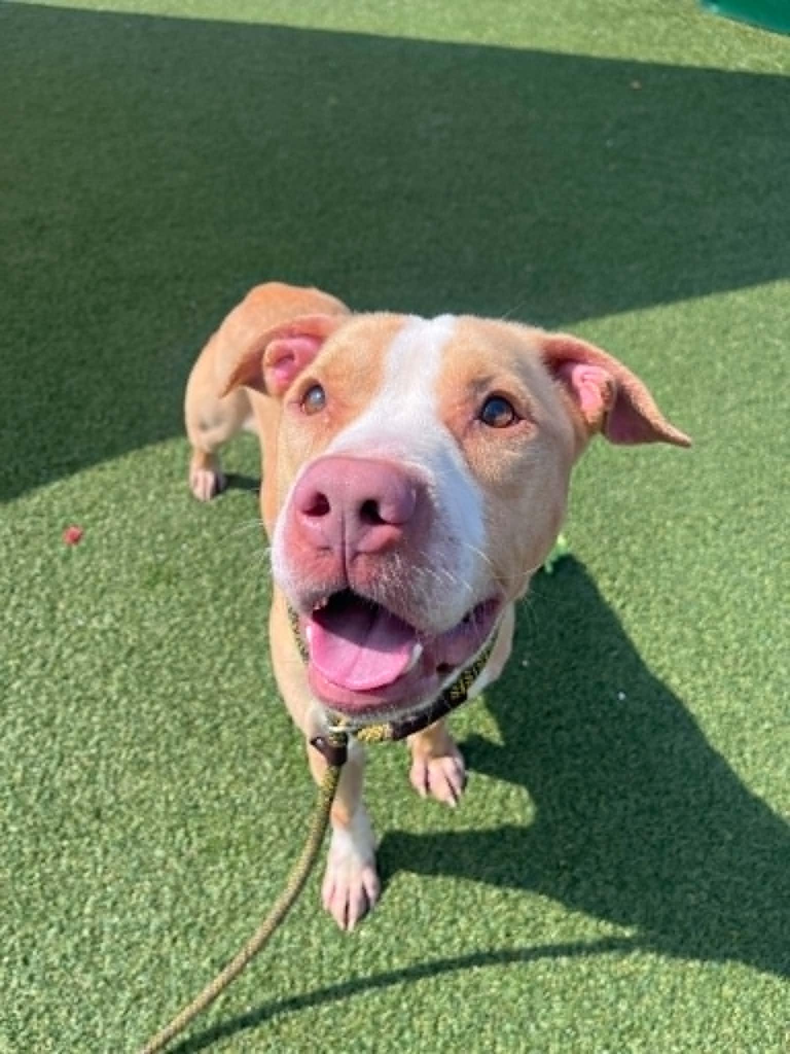 Enlarge Cedar, an adoptable mixed breed in Cleveland, OH image 2/6