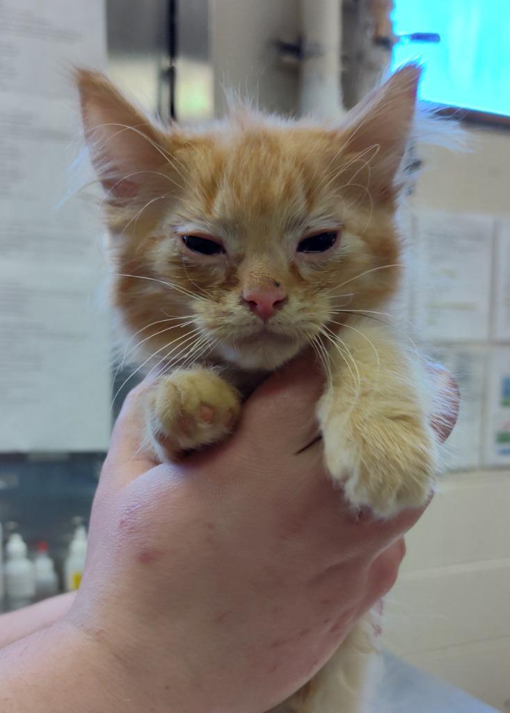 Enlarge Fanta, a Adoptable mixed breed in Grand Forks, ND image 1/1