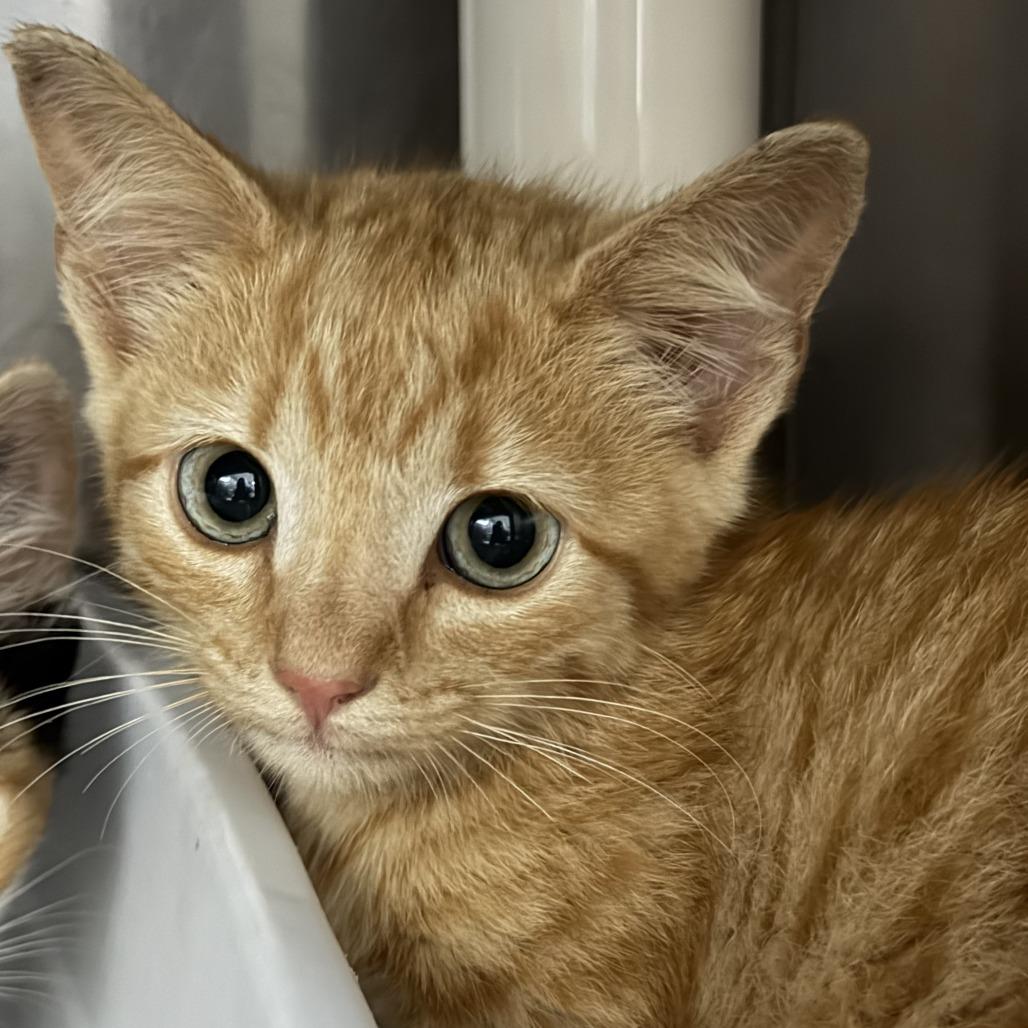 Tauriel, Adoptable, Kitten Female Domestic Short Hair.
