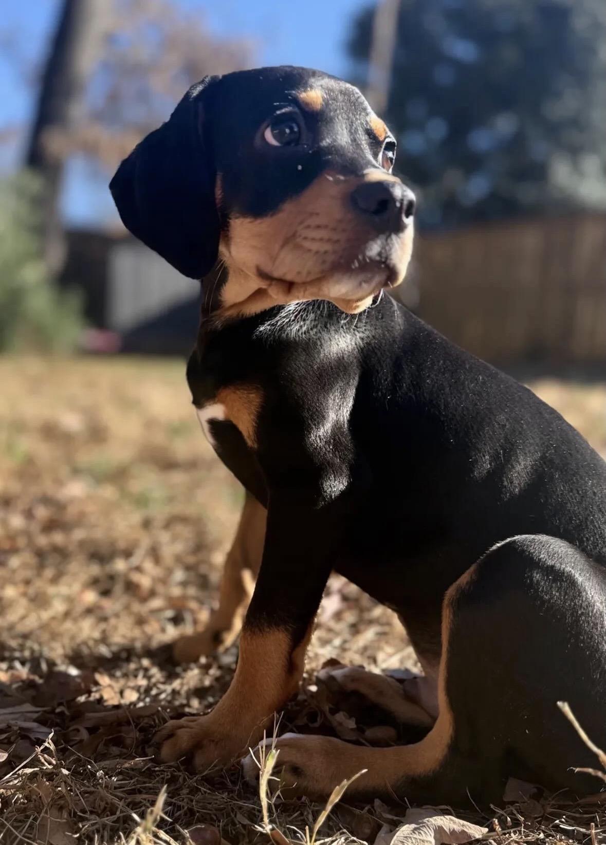 Flynn, ADOPTABLE, Puppy Male Hound.