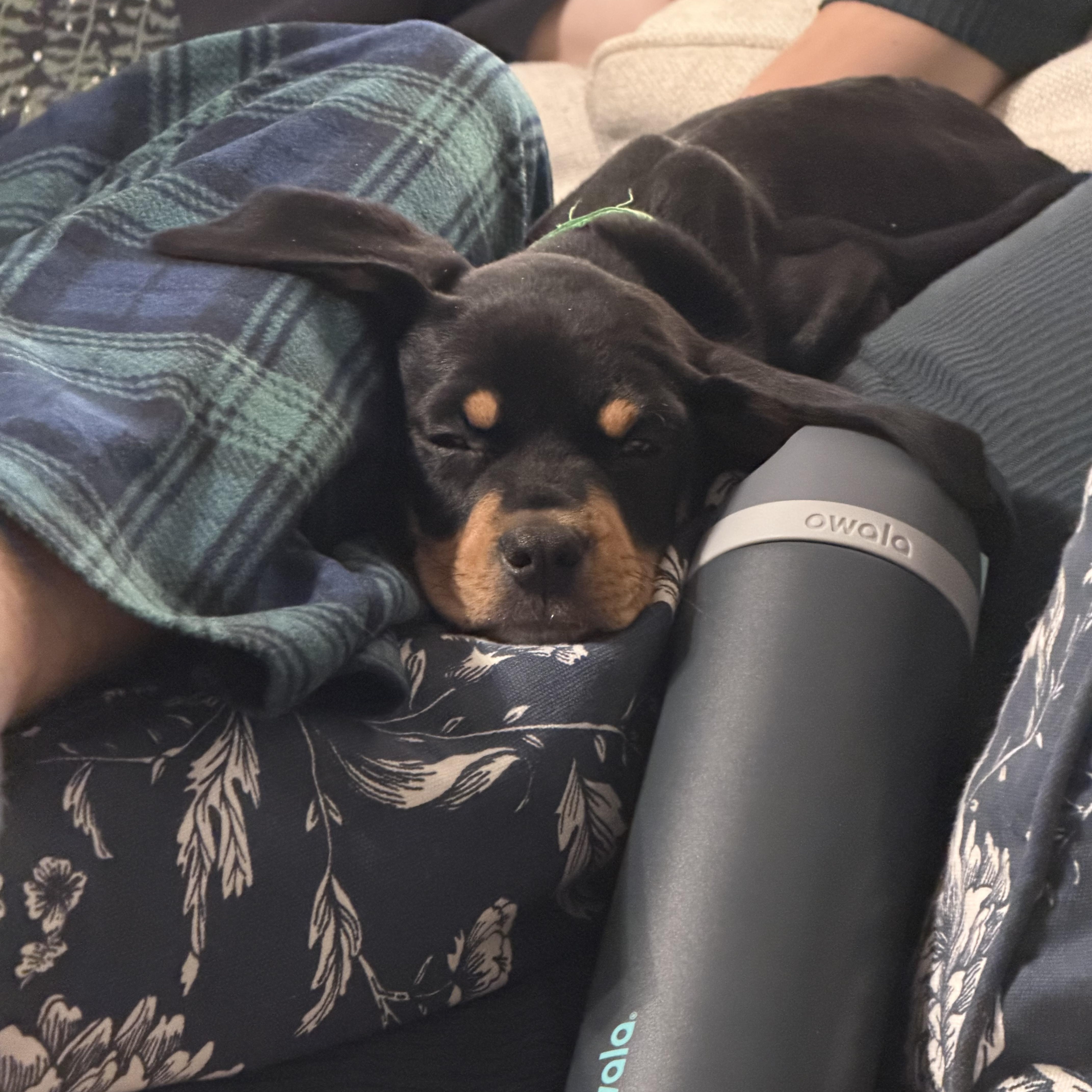 Flynn, ADOPTABLE, Puppy Male Hound.