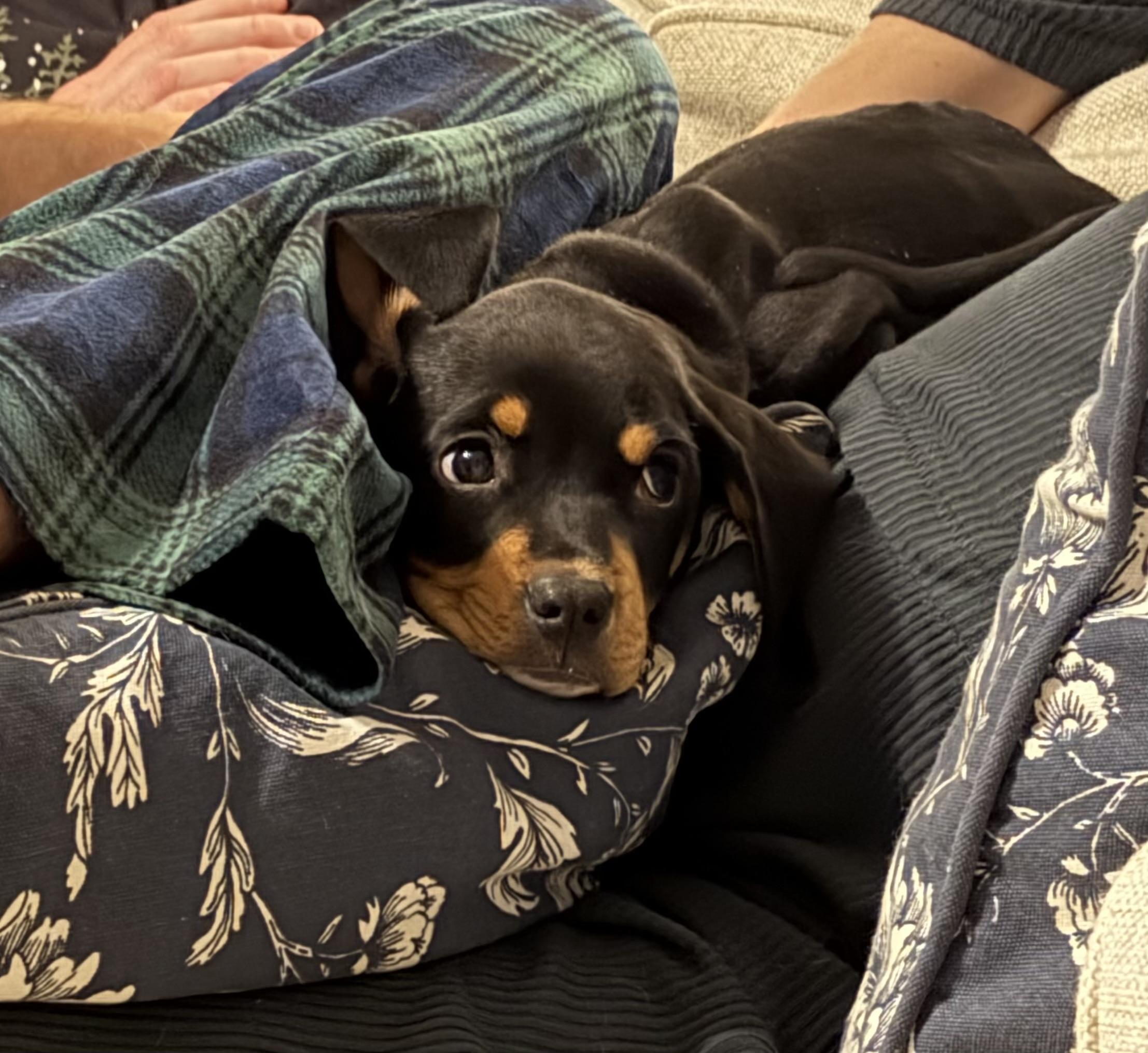 Enlarge Flynn, a ADOPTABLE mixed breed in Charlotte, NC image 2/4