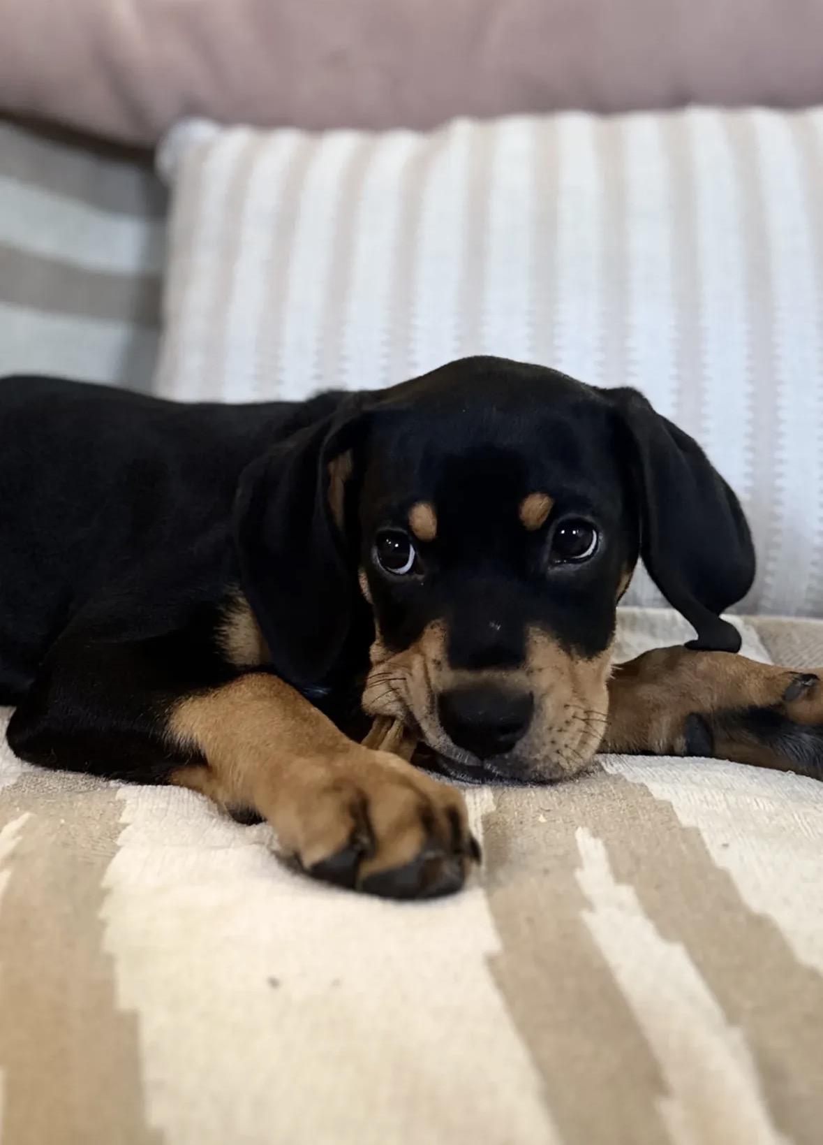 Enlarge Flynn, a ADOPTABLE mixed breed in Charlotte, NC image 5/5