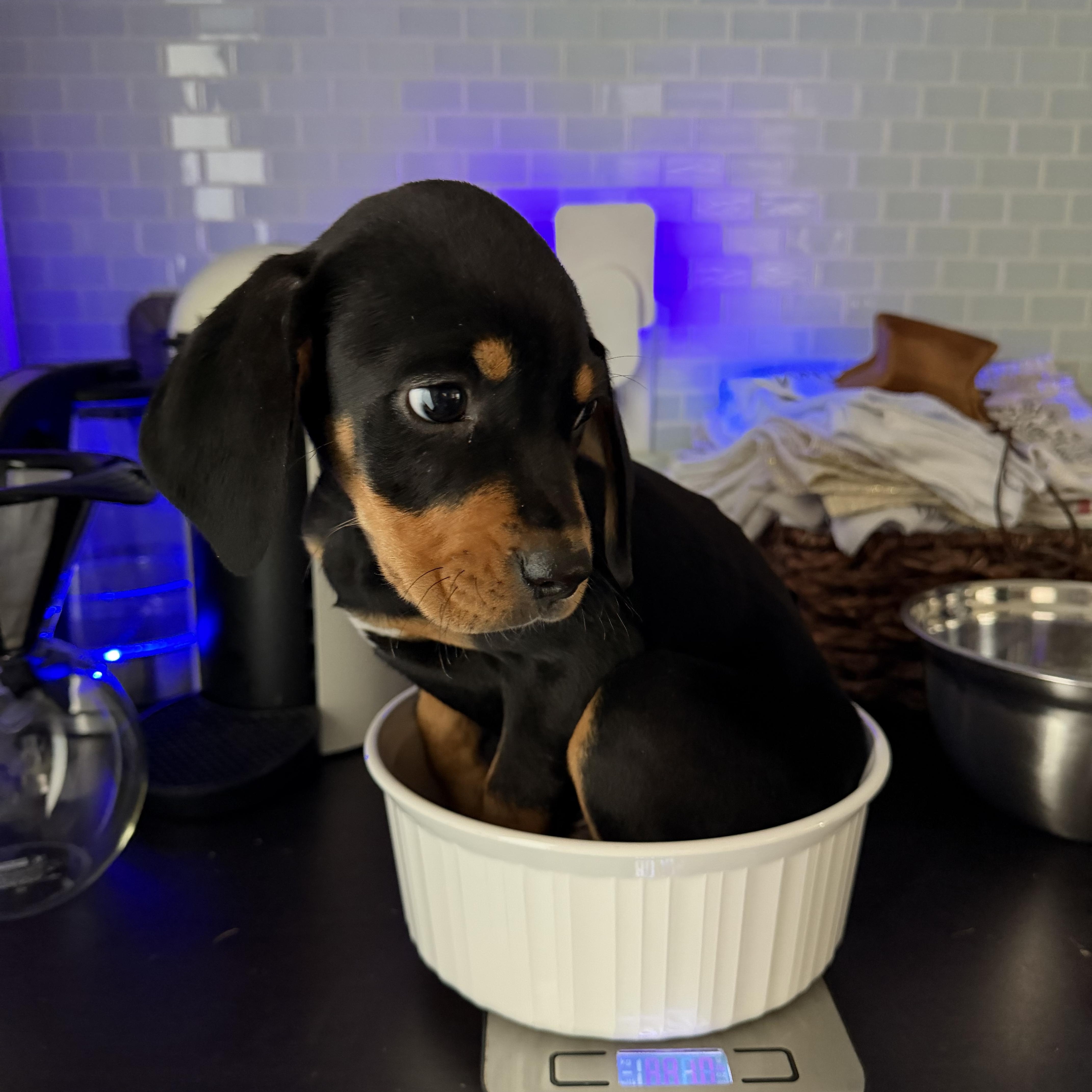 Enlarge Flynn, a ADOPTABLE mixed breed in Charlotte, NC image 4/4