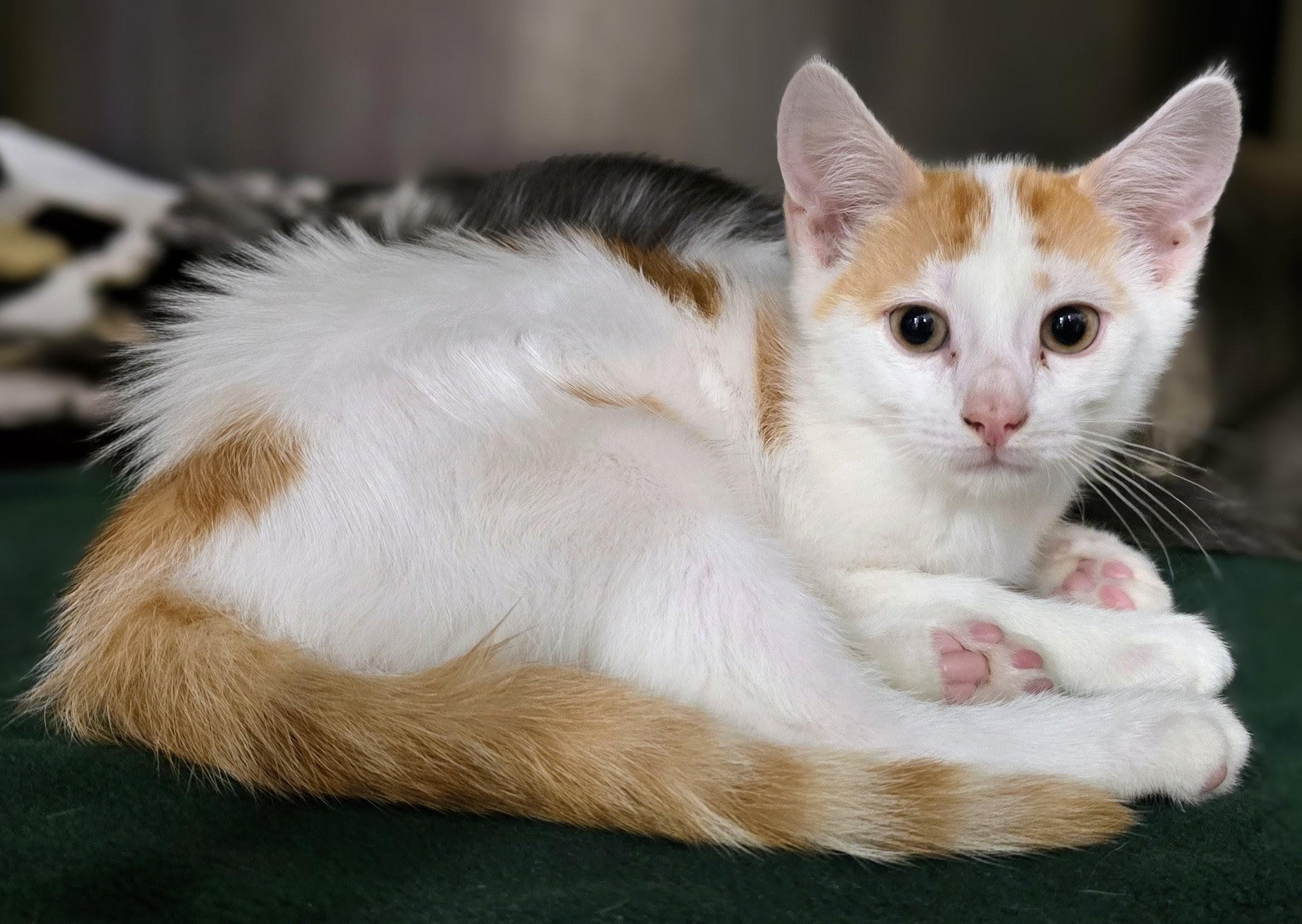 6-287 Gus, adopted, Kitten Male Domestic Short Hair.