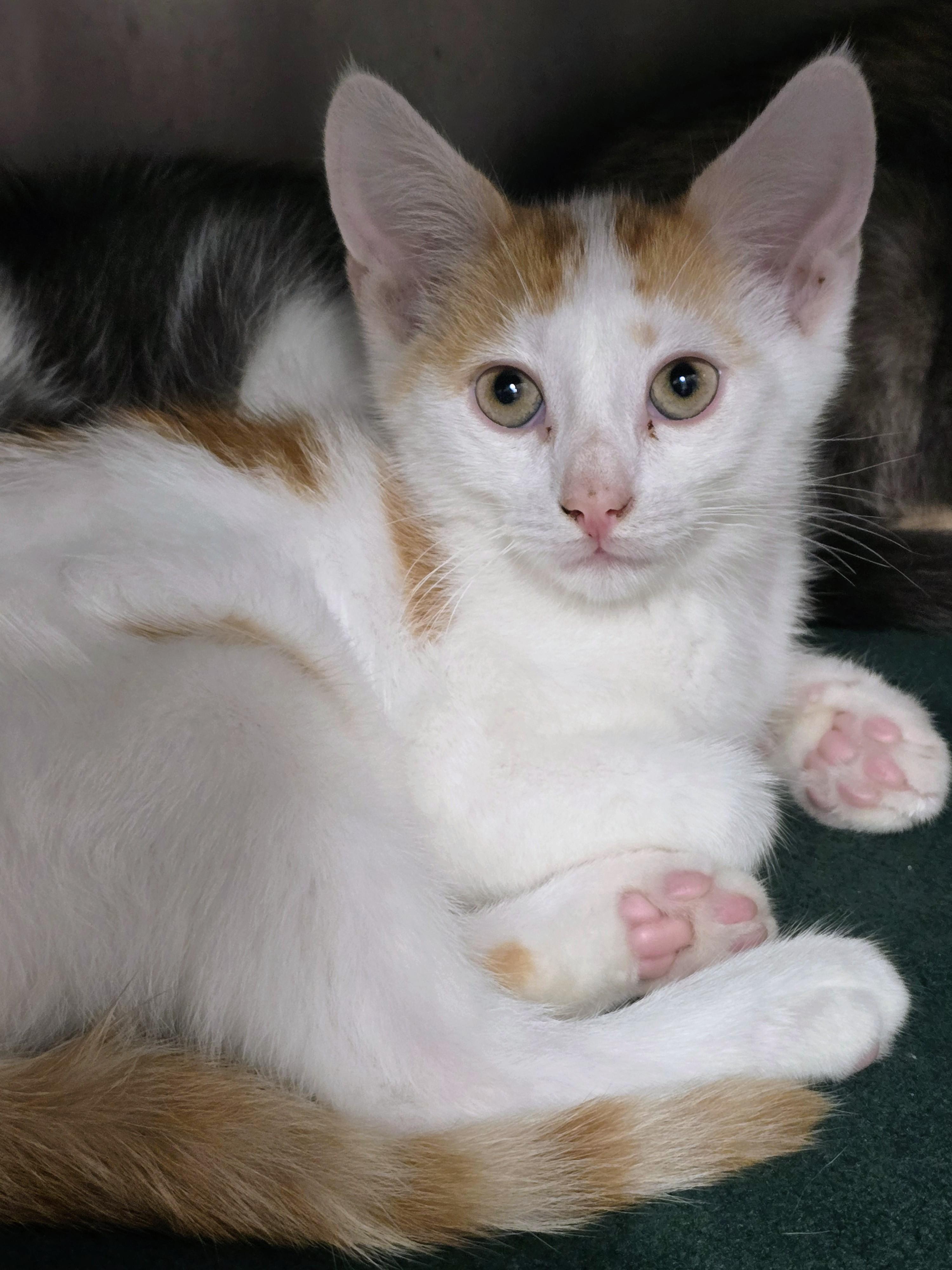 6-287 Gus, an adopted mixed breed in Amityville, NY image 2/2