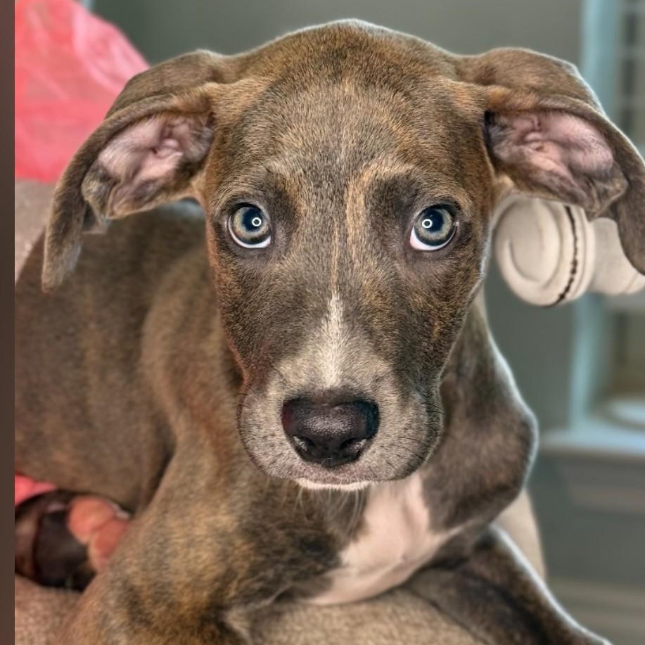 Enlarge Marnie, a Adoptable mixed breed in Pensacola, FL image 1/6