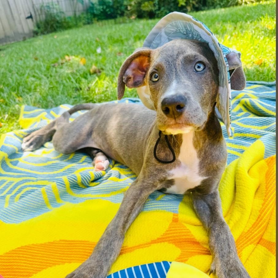 Enlarge Marnie, a Adoptable mixed breed in Pensacola, FL image 6/6