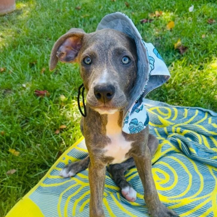 Enlarge Marnie, a Adoptable mixed breed in Pensacola, FL image 5/6