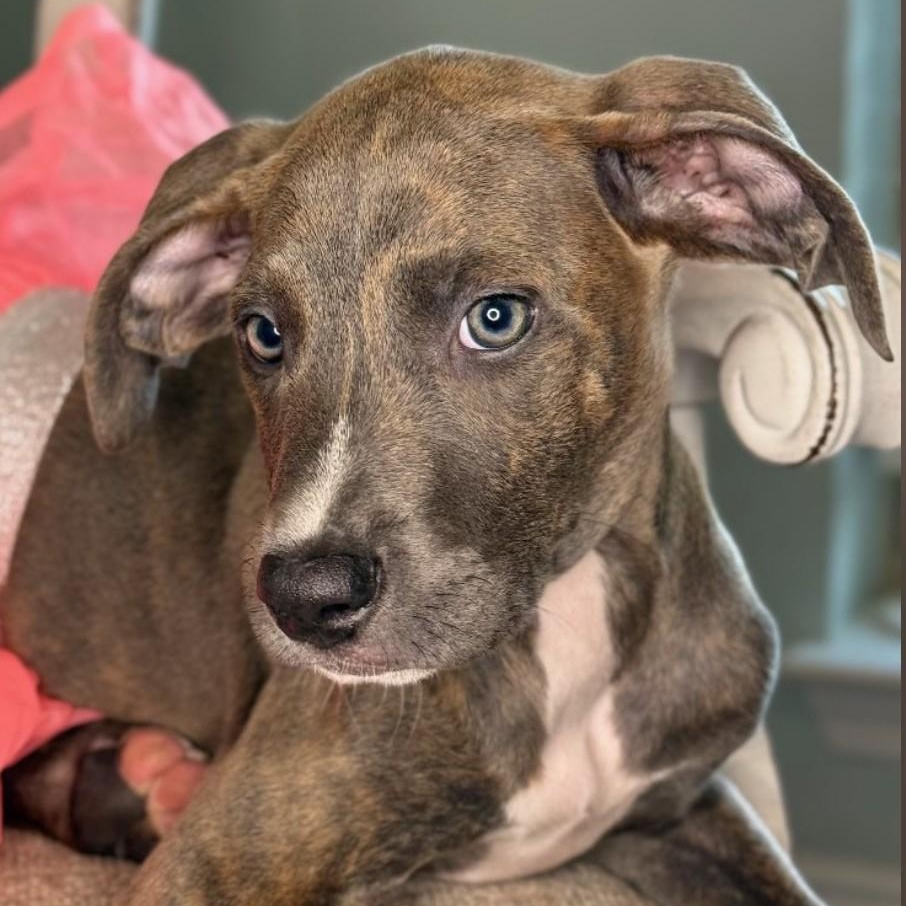 Enlarge Marnie, a Adoptable mixed breed in Pensacola, FL image 3/6
