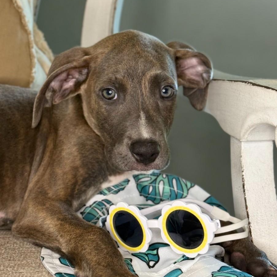 Enlarge Marnie, a Adoptable mixed breed in Pensacola, FL image 4/6