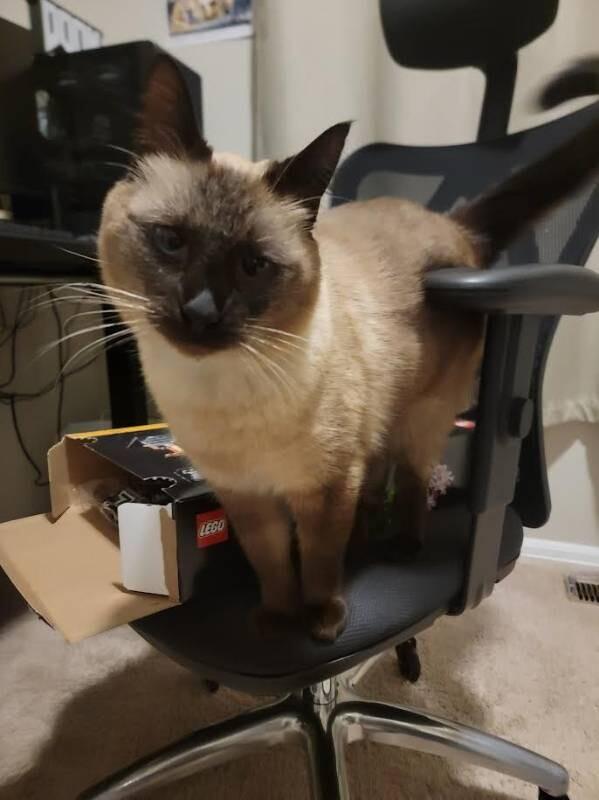 Theo, Adoptable, Adult Male Siamese & Domestic Short Hair.