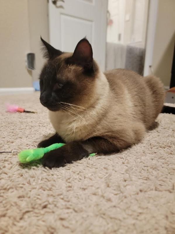 Theo, a Adoptable mixed breed in Fort Collins, CO image 2/5