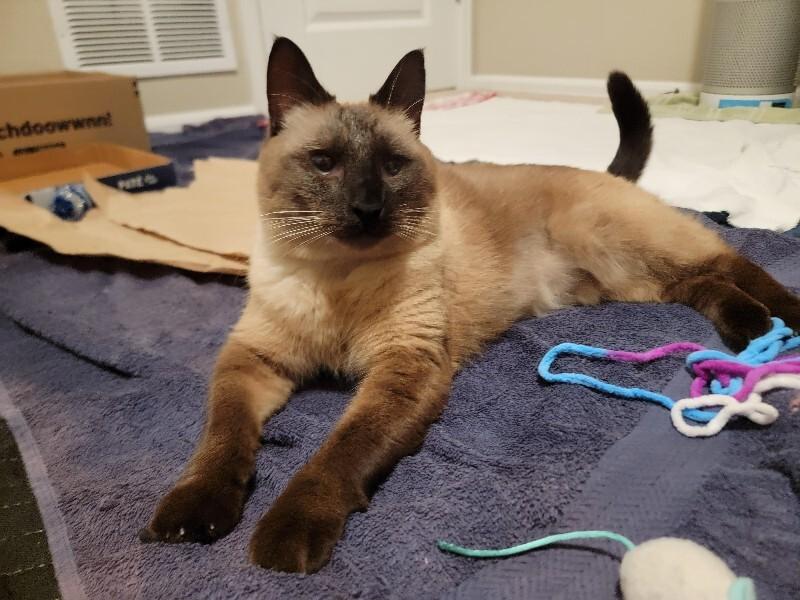 Theo, a Adoptable mixed breed in Fort Collins, CO image 5/5