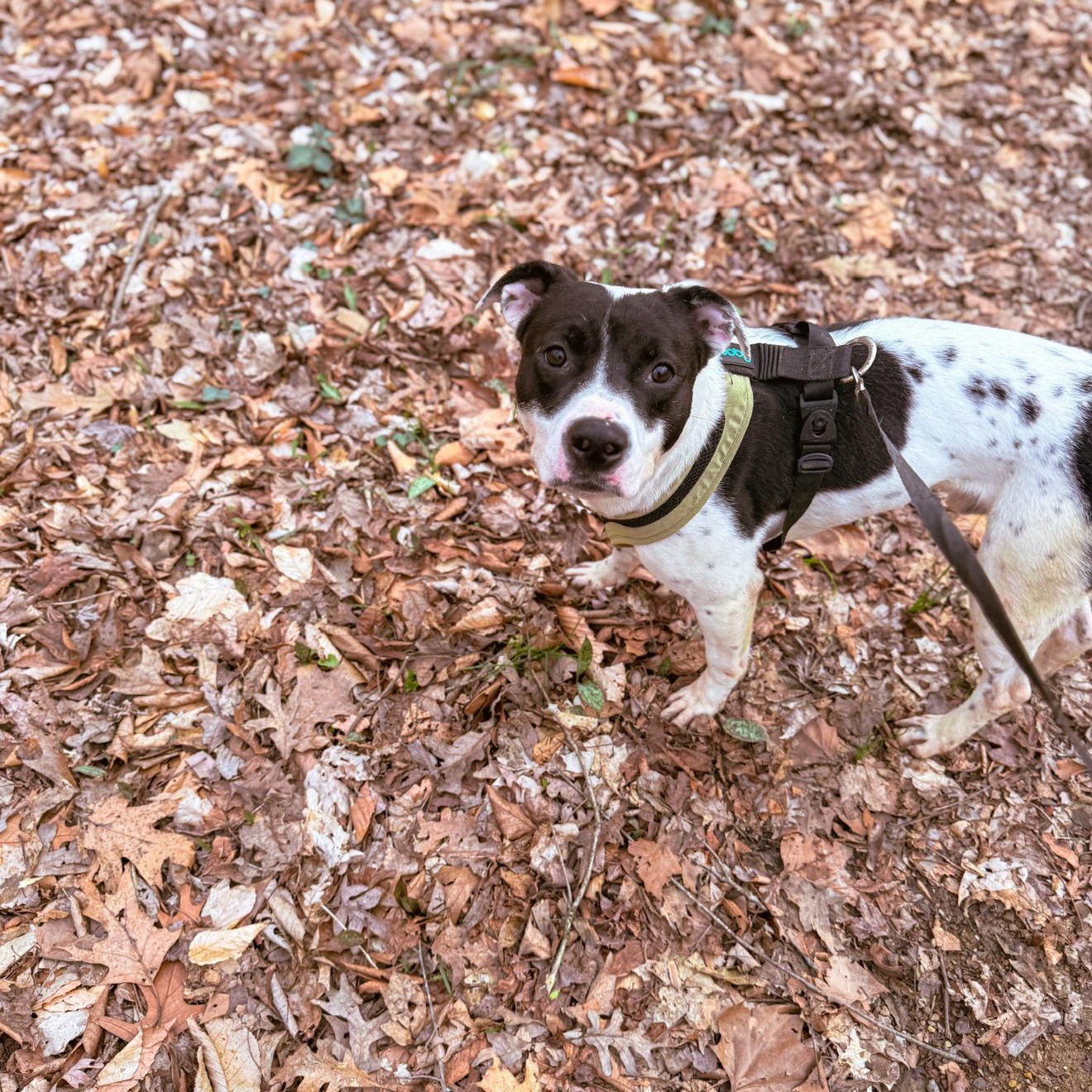 Cricket, ADOPTABLE, Adult Male Pit Bull Terrier.