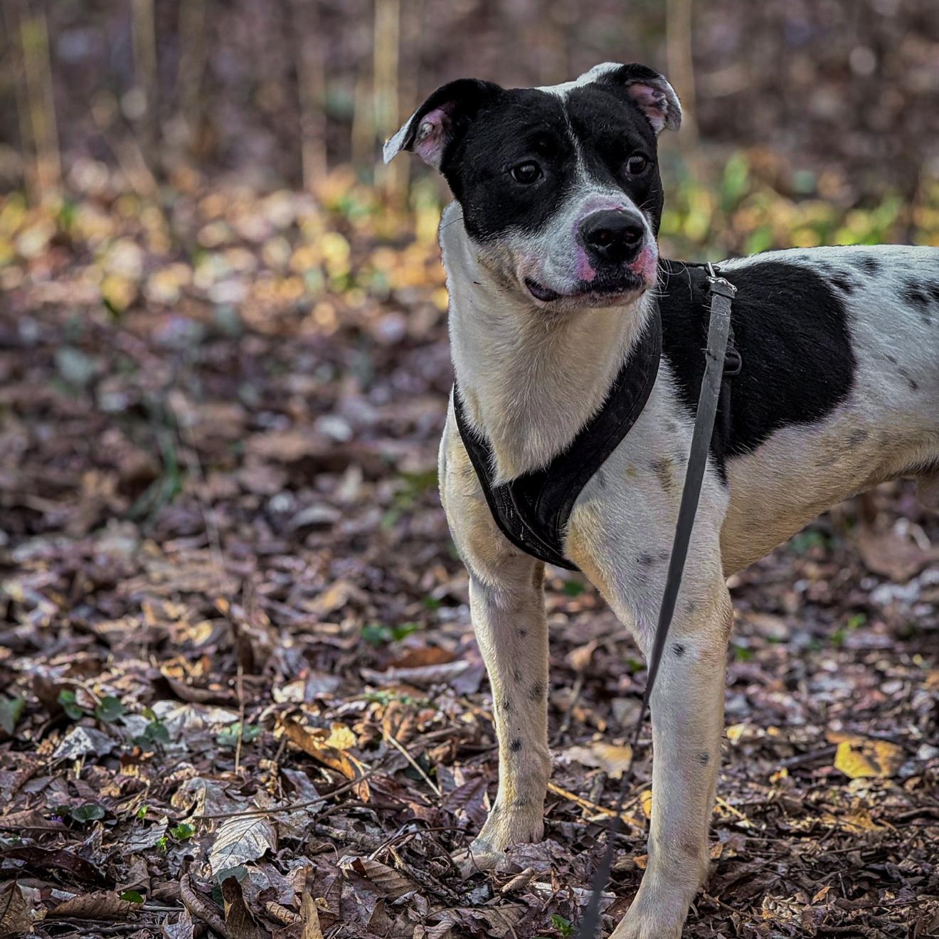 Cricket, a ADOPTABLE mixed breed in Junction City, KY image 3/3