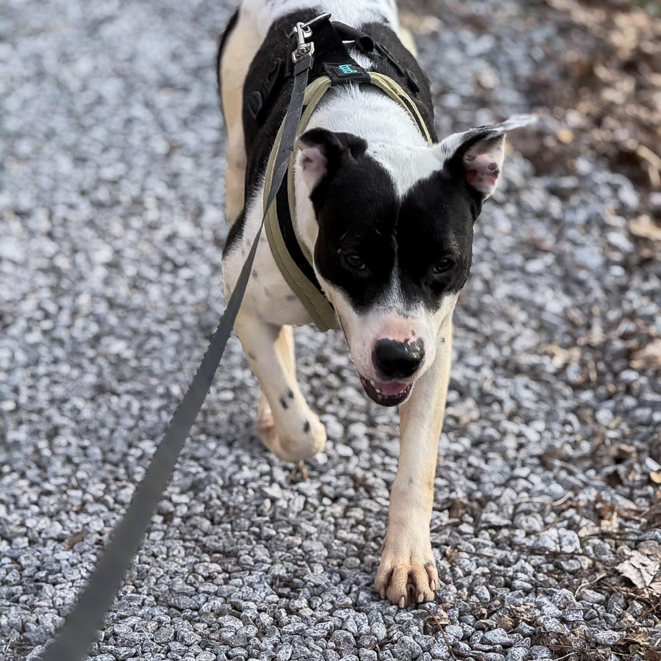 Cricket, a ADOPTABLE mixed breed in Junction City, KY image 2/3