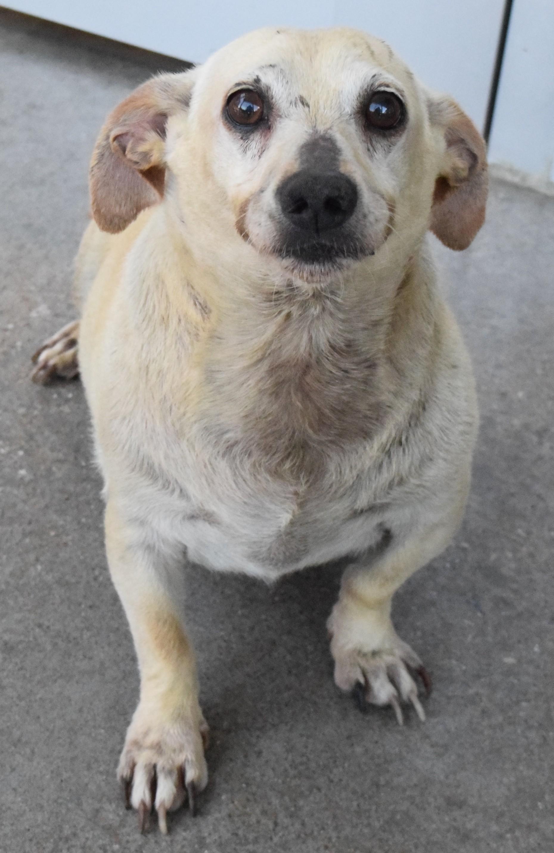22448, adopted, Adult Male Chihuahua.