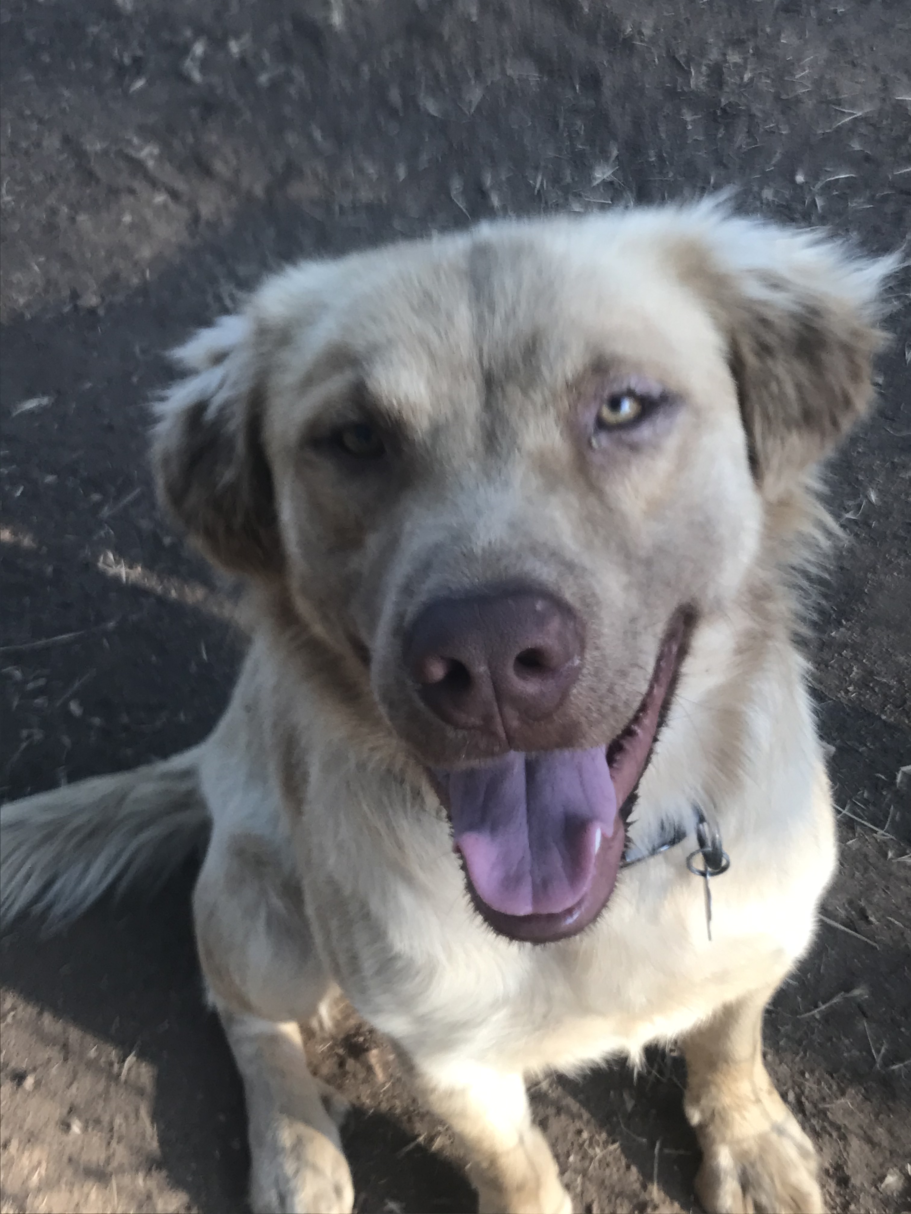 Apollo Oakhurst, CA, Adopted, Adult Male Golden Retriever & Yellow Labrador Retriever.