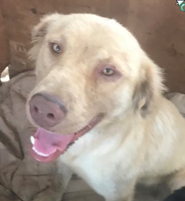 Enlarge Apollo   Oakhurst, CA, a Adopted mixed breed in Oakhurst, CA image 2/2