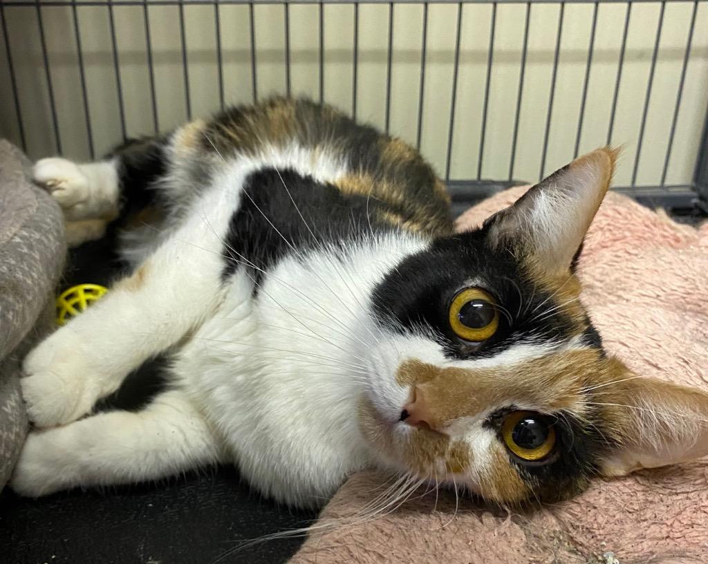 Rocky Road thumbnail 3