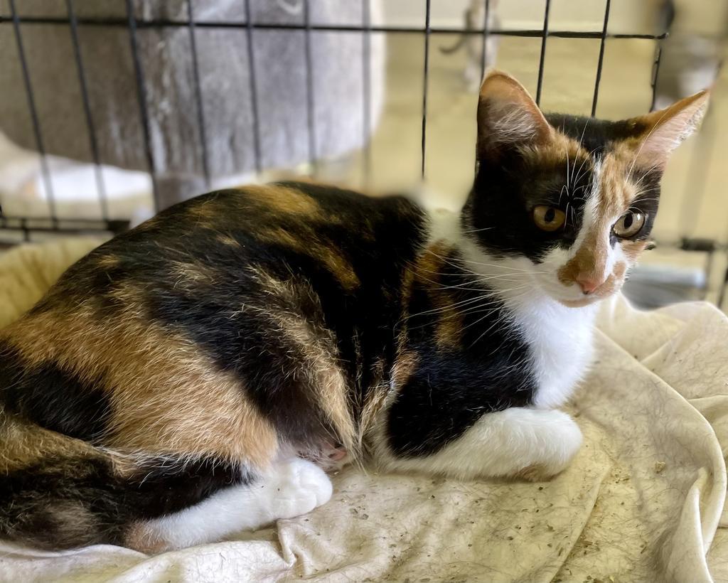 Rocky Road thumbnail 4