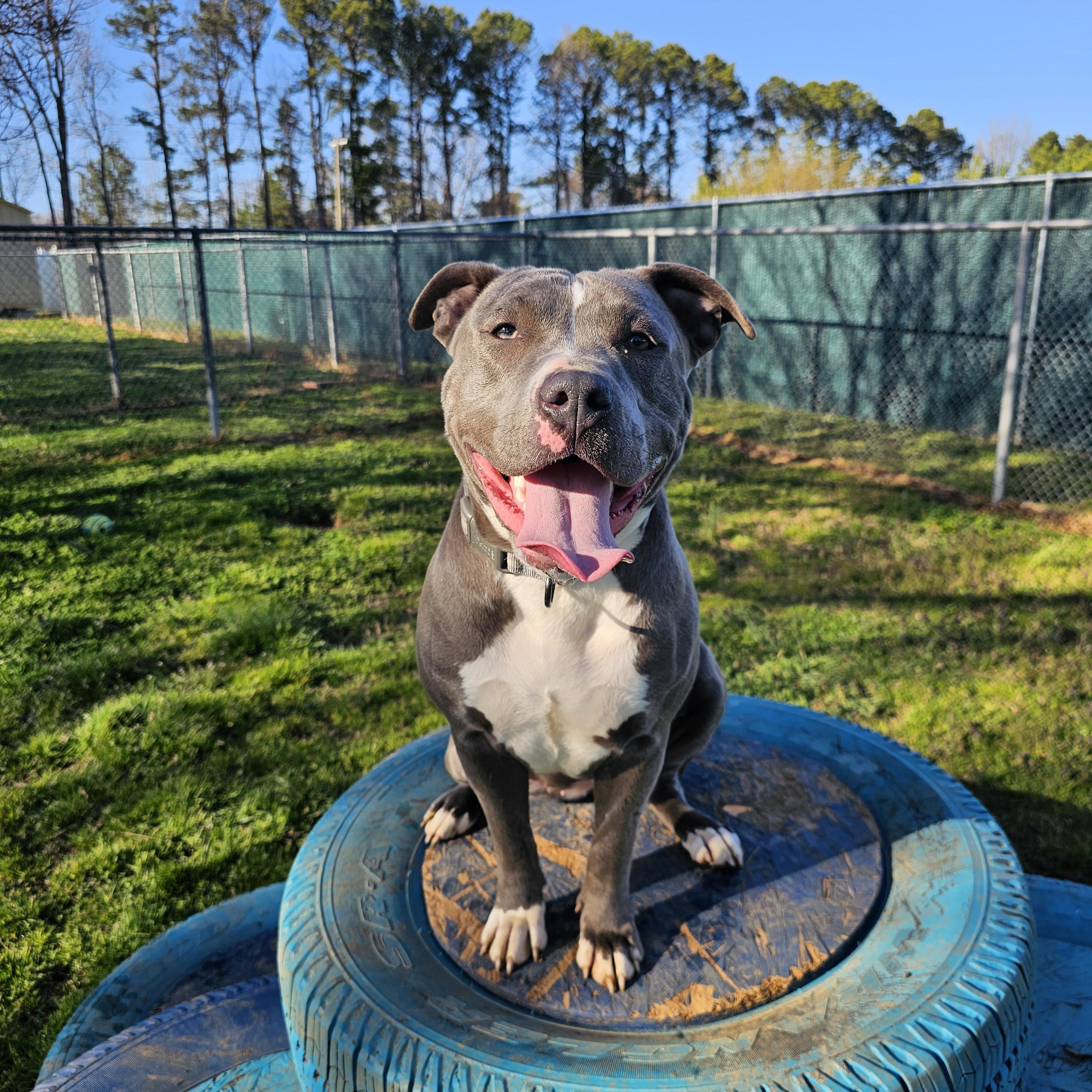 Savannah