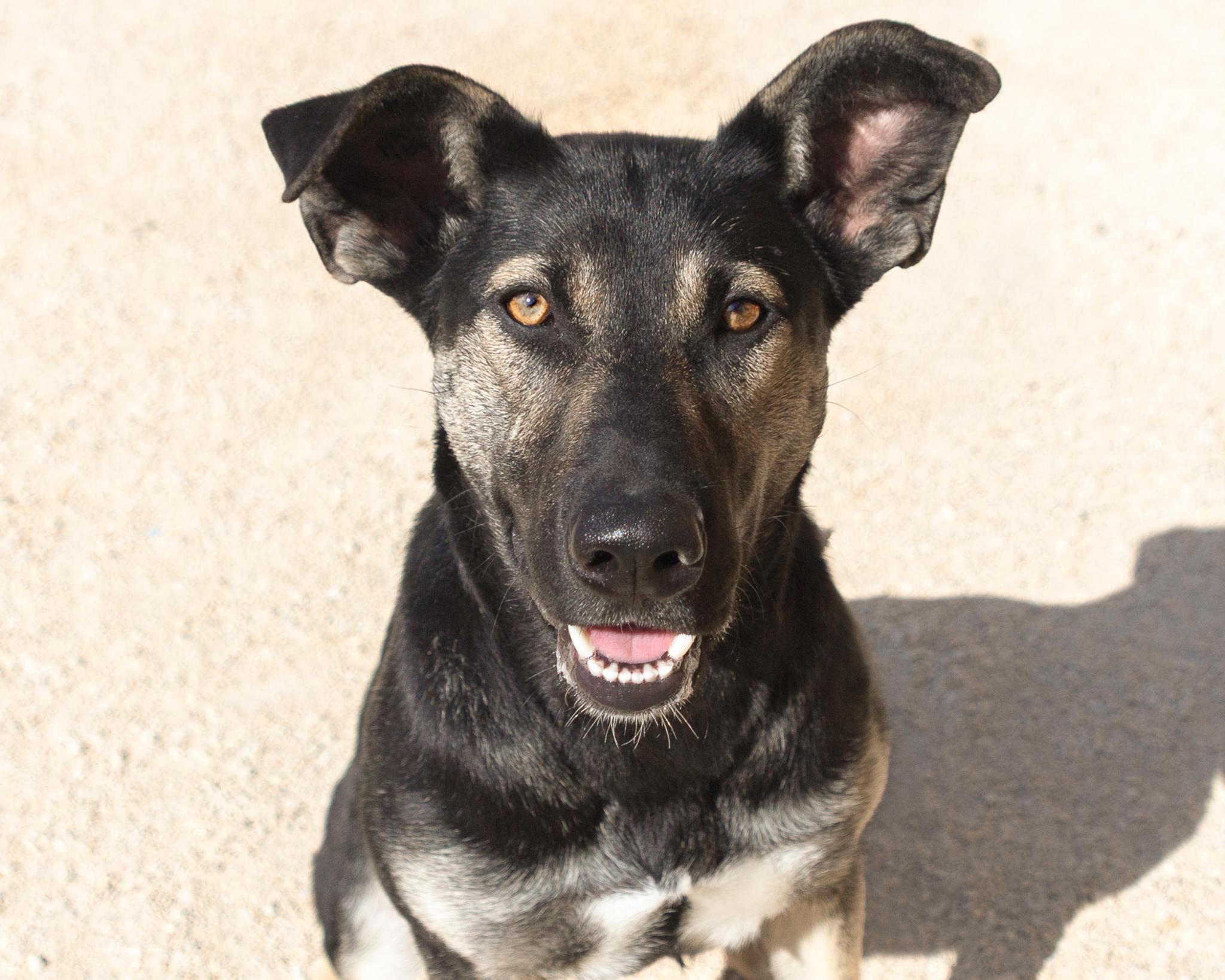 Kona, an adoptable German Shepherd Dog in Winnipeg, MB, R3E 3N8 | Photo Image 1