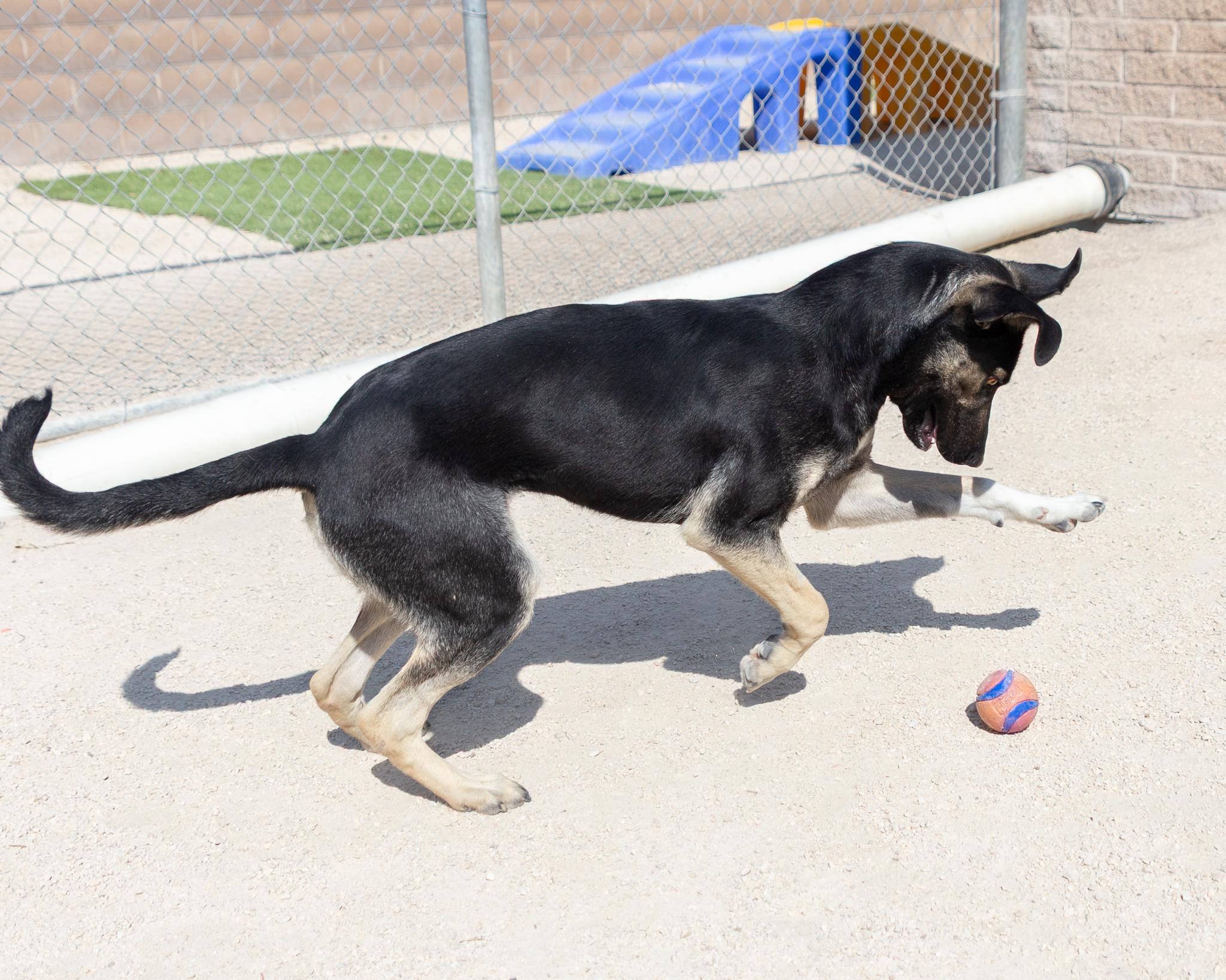 Kona, an adoptable German Shepherd Dog in Winnipeg, MB, R3E 3N8 | Photo Image 2