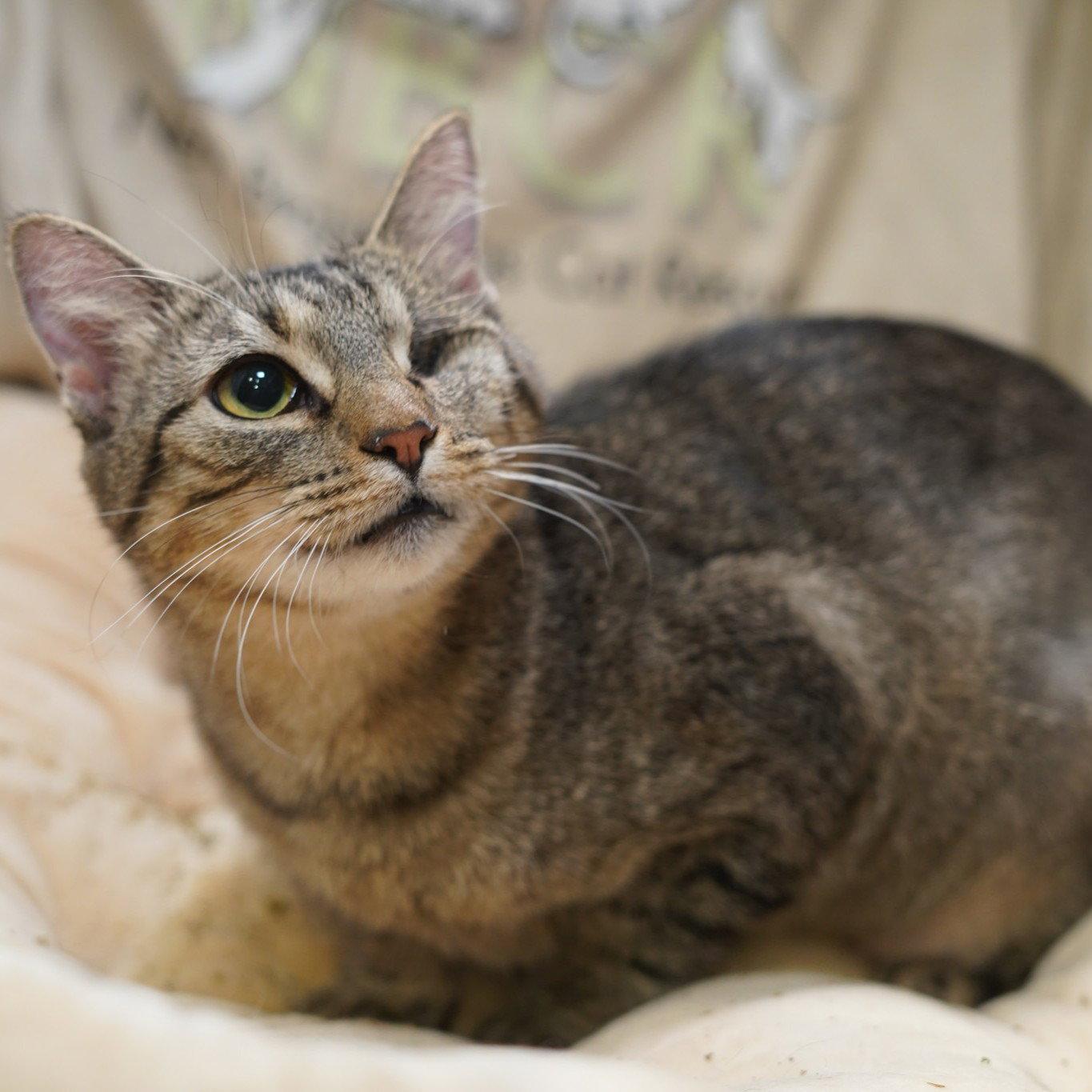 Kila, Adoptable, Adult Female Tabby & Domestic Short Hair.