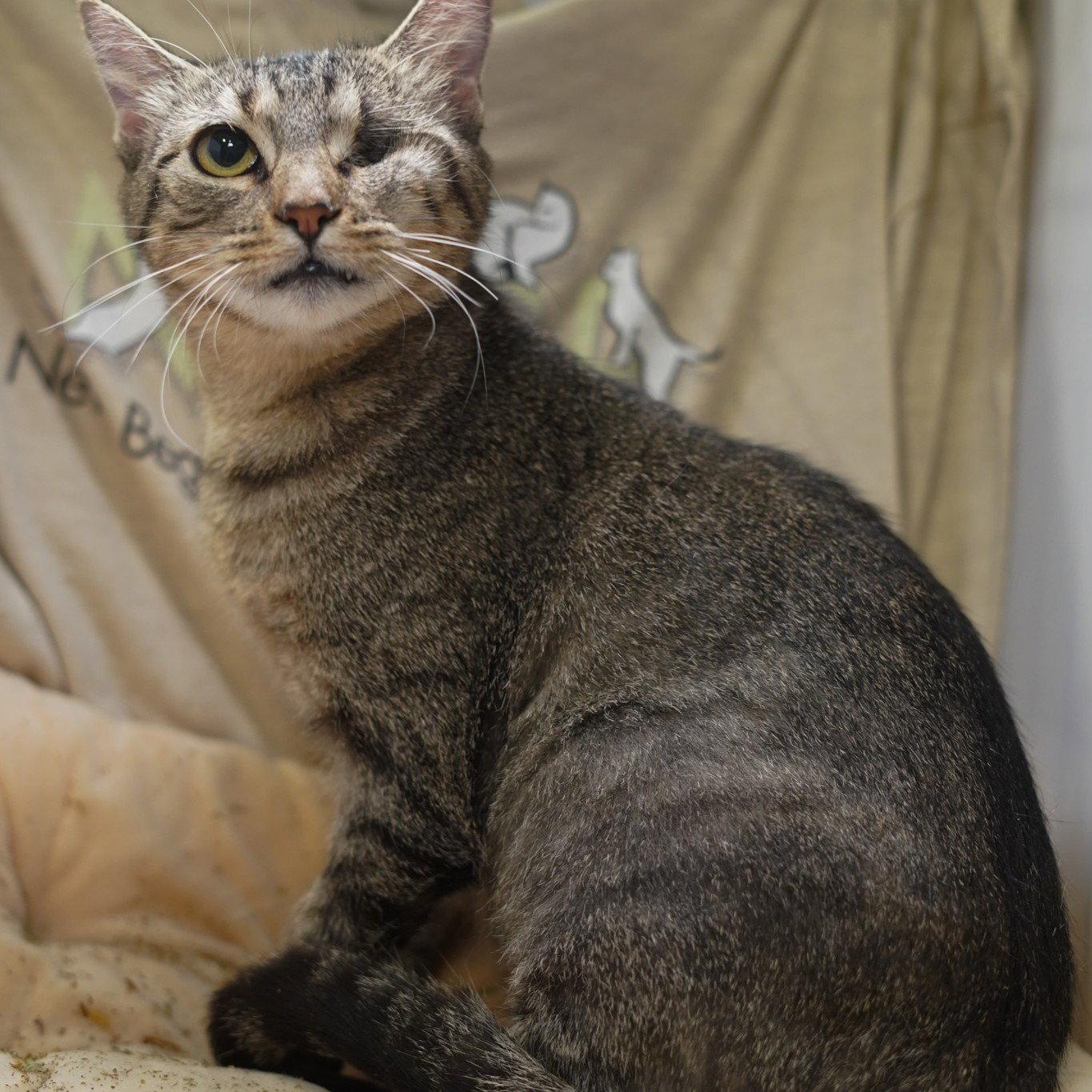 Enlarge Kila, a Adoptable mixed breed in Garland, TX image 2/2