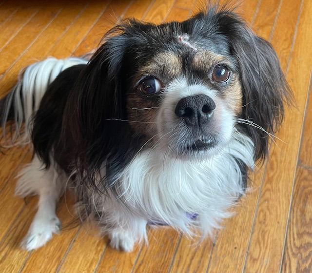 Enlarge Troy, a Adoptable mixed breed in Etobicoke, ON image 1/3
