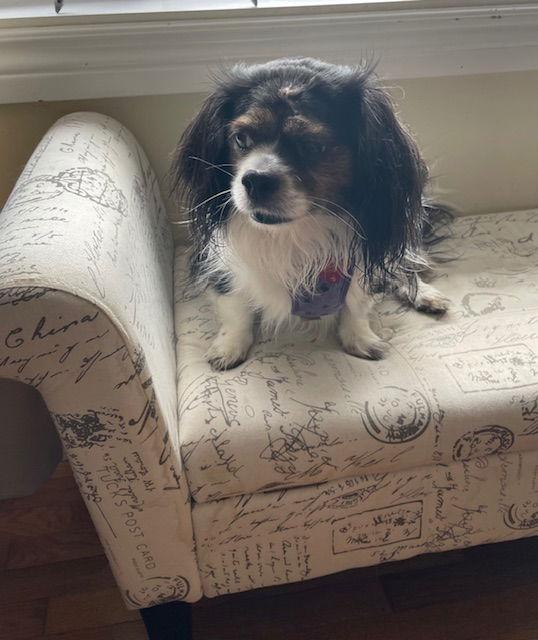 Enlarge Troy, a Adoptable mixed breed in Etobicoke, ON image 2/3