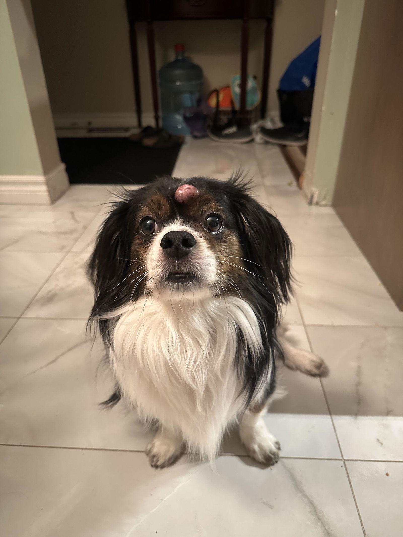 Enlarge Troy, a Adoptable mixed breed in Etobicoke, ON image 3/3