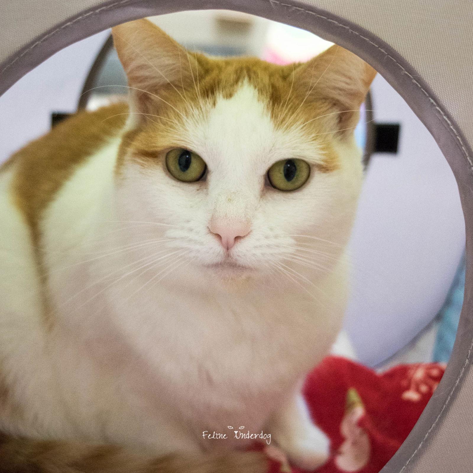 Enlarge 48674 - Lucy, a Adopted Domestic Short Hair in Ellicott City, MD image 1/2