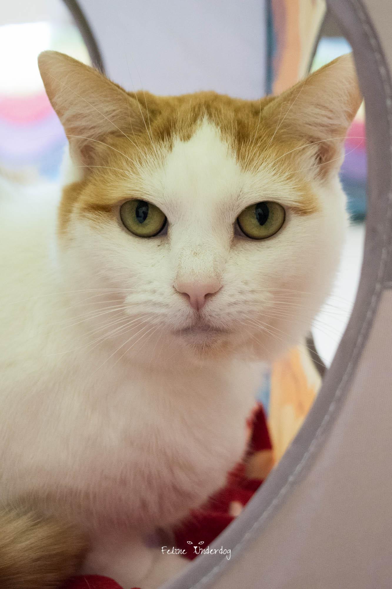 Enlarge 48674 - Lucy, a Adopted Domestic Short Hair in Ellicott City, MD image 2/2