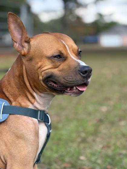 ScottyB, Adoptable, Adult Male Mixed Breed & Mixed Breed.