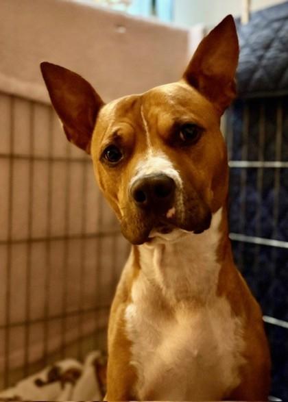 ScottyB, a Adoptable mixed breed in Covington, LA image 2/3