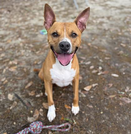 ScottyB, a Adoptable mixed breed in Covington, LA image 3/3