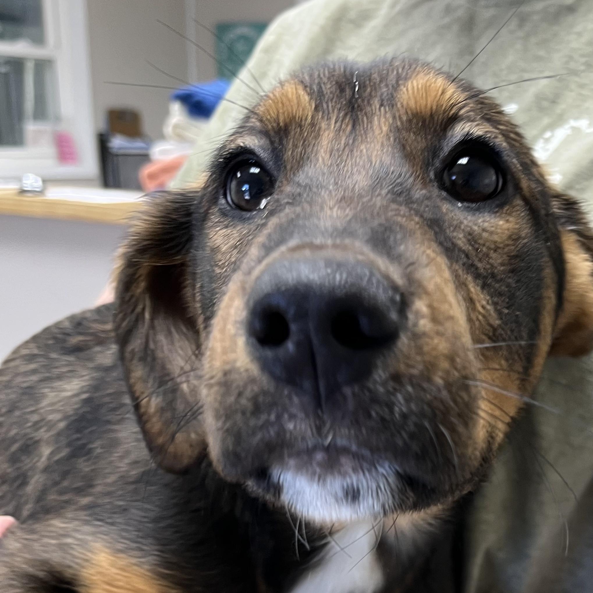 Enlarge Stormy, a ADOPTABLE mixed breed in Farmington, MO image 4/4