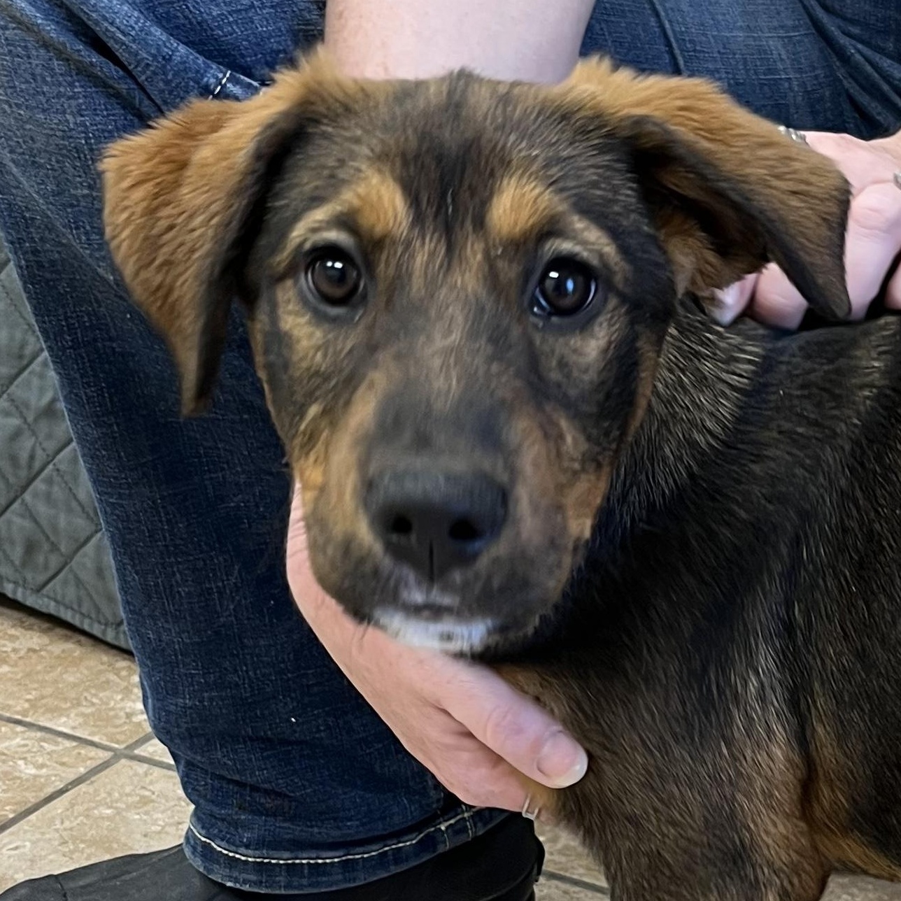 Enlarge Stormy, a ADOPTABLE mixed breed in Farmington, MO image 3/4